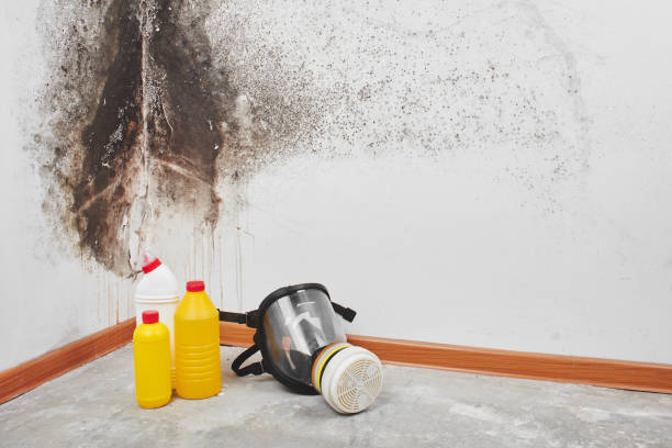 Mold Removal and Inspection in Lincoln, MT