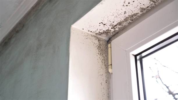 Best Certified Mold Removal  in Lincoln, MT