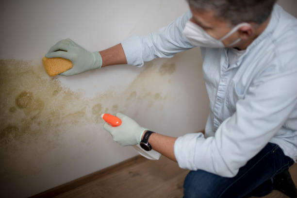 Best Mold Removal Company Near Me  in Lincoln, MT