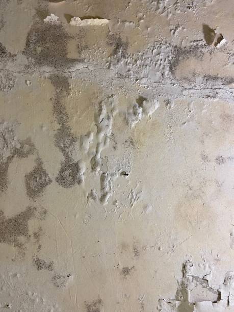 Best Commercial Mold Removal  in Lincoln, MT