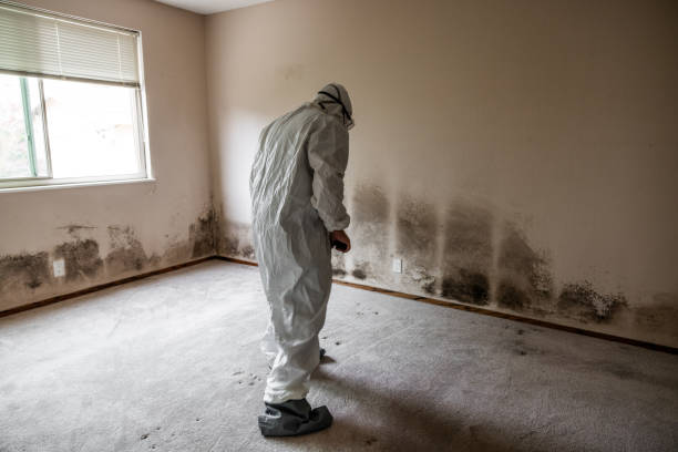 Best Professional Mold Removal  in Lincoln, MT