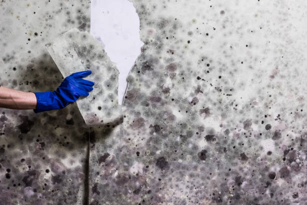 Best Local Mold Removal Service  in Lincoln, MT